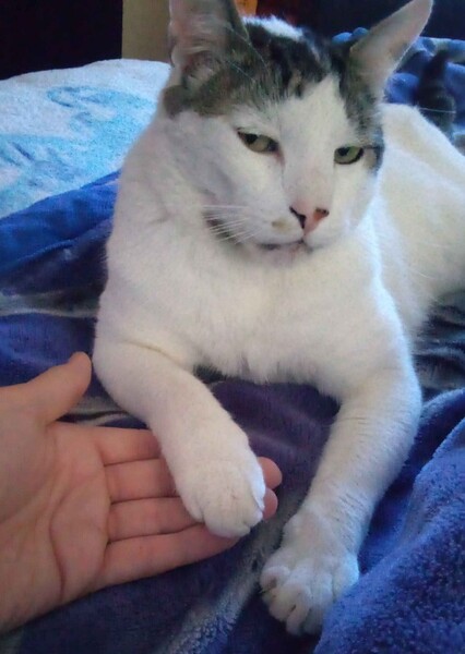 Jim The Cat