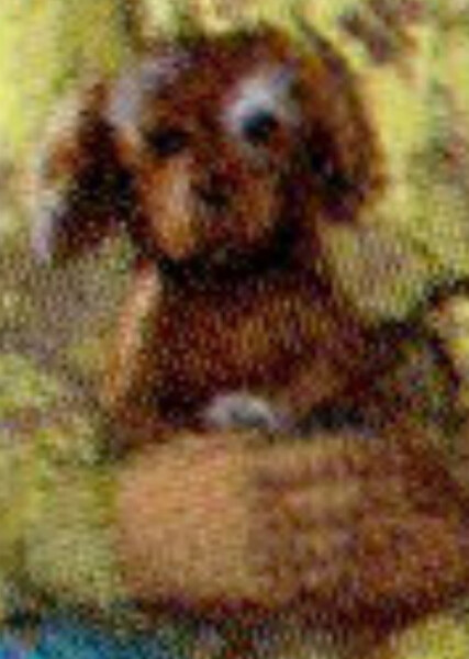 Jip (American Girl) photo