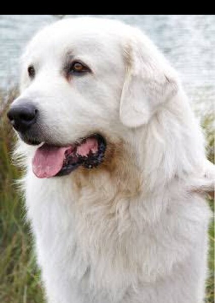 Jolie (Belle et Sebastien) photo