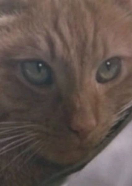 Jones the Cat (Alien) photo