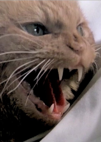 Jones the Cat (Alien) photo