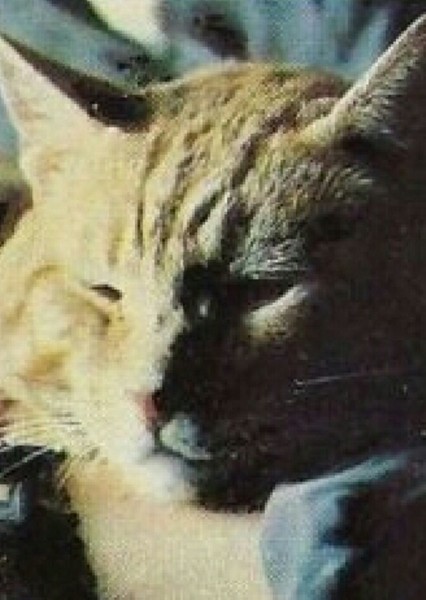 Jones the Cat (Alien) photo