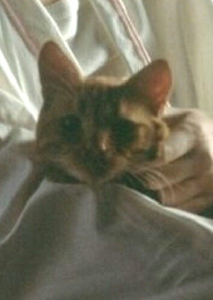 Jones the Cat (Alien) photo