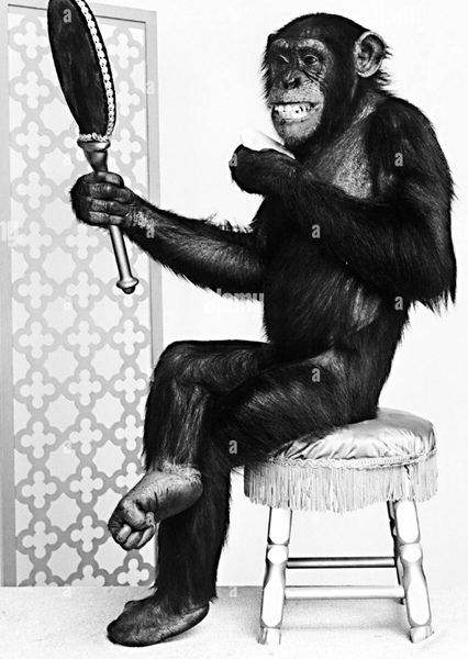 Judy the Chimpanzee photo
