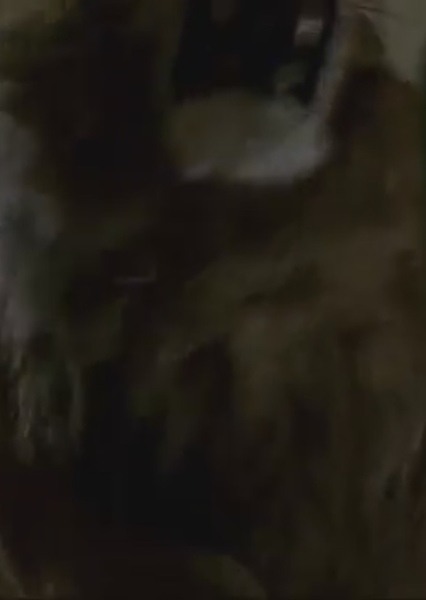 JUMANJI LION ROAR photo
