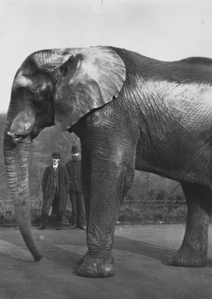 Jumbo the Elephant photo