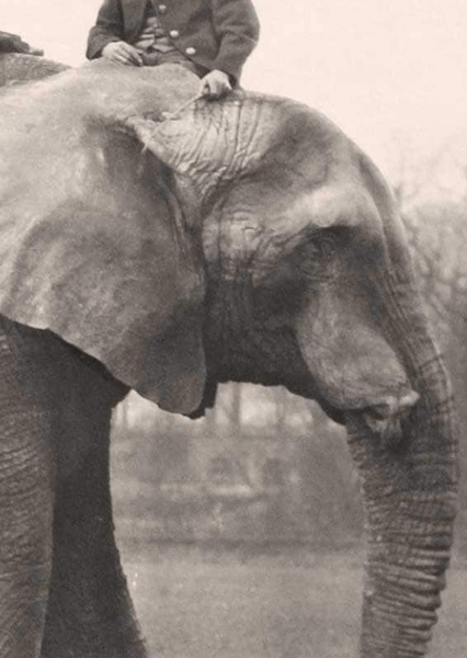 Jumbo the Elephant photo