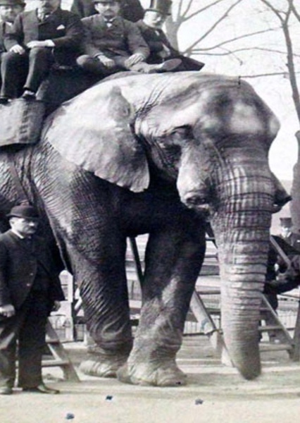 Jumbo the Elephant photo