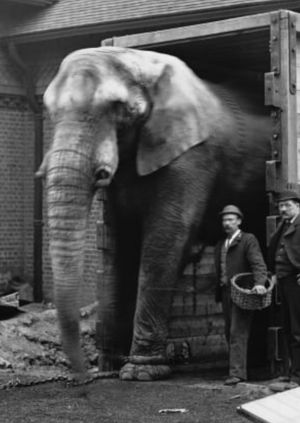 Jumbo the Elephant photo