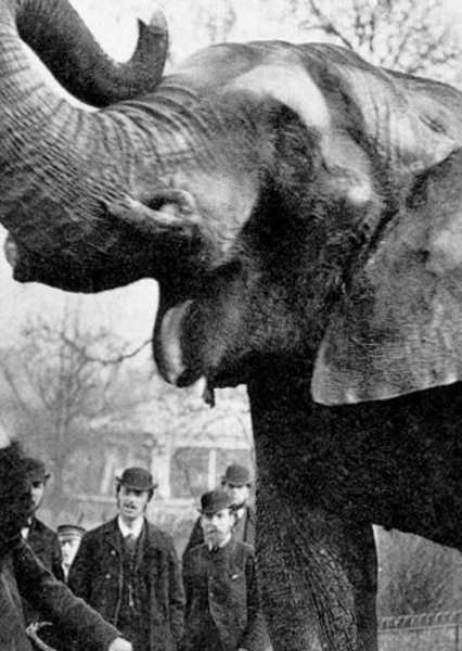 Jumbo the Elephant