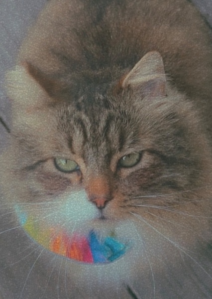 Kaida photo