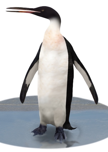 Kairuku