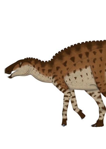 Kamuysaurus