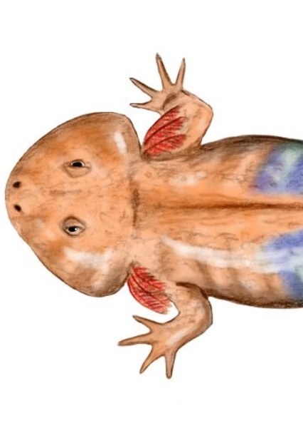 Karaurus