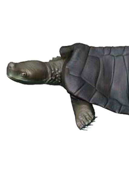 Kayentachelys