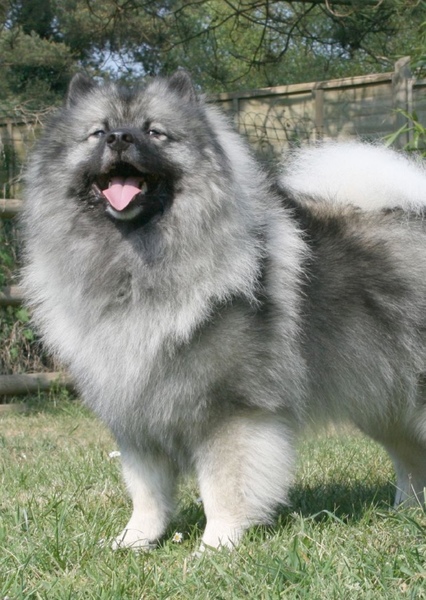 Keeshond