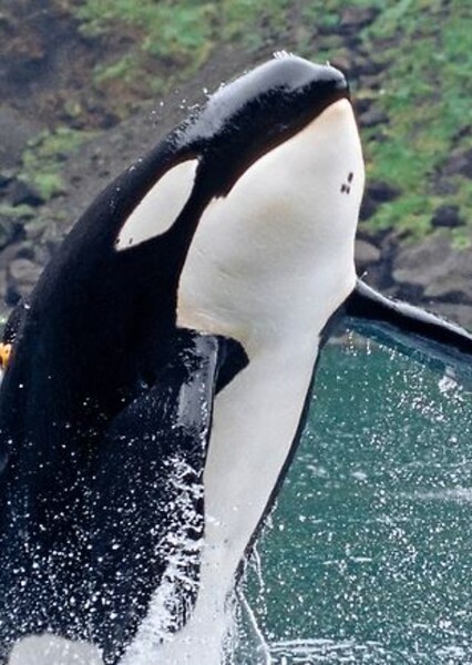 Keiko (Orca)