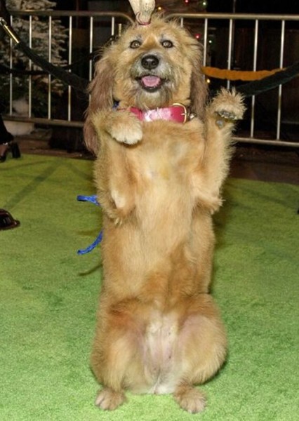 Kelly    Actual Dog)