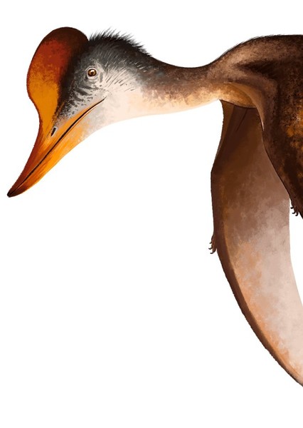 Kepodactylus photo