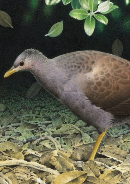 Kermadec Megapode
