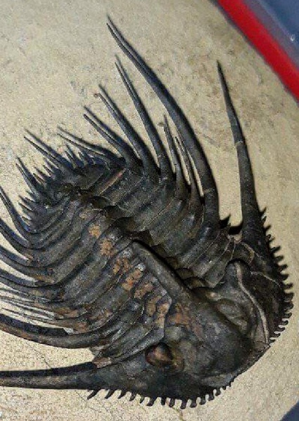Kettneraspis