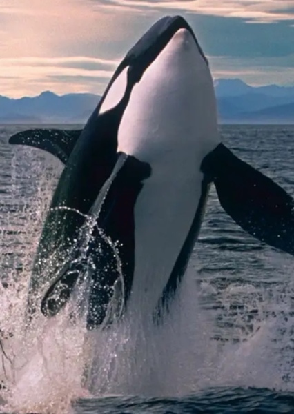 Killer Whale