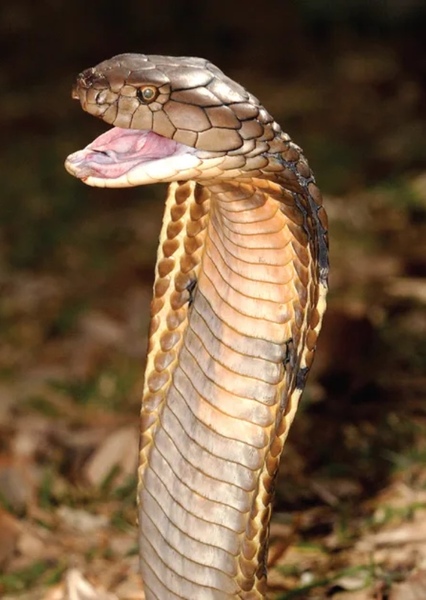 King Cobra photo