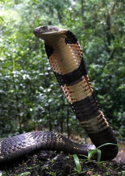 King Cobra photo