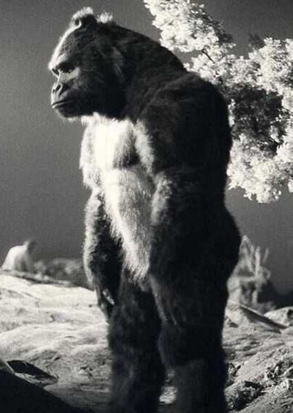 King Kong (De Laurentiis) photo