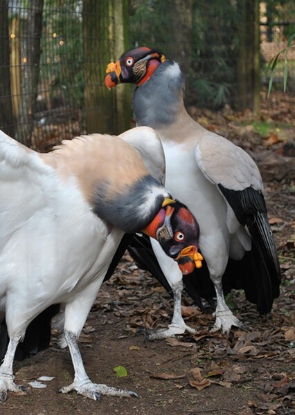 King Vulture photo