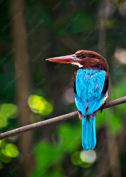kingfisher photo