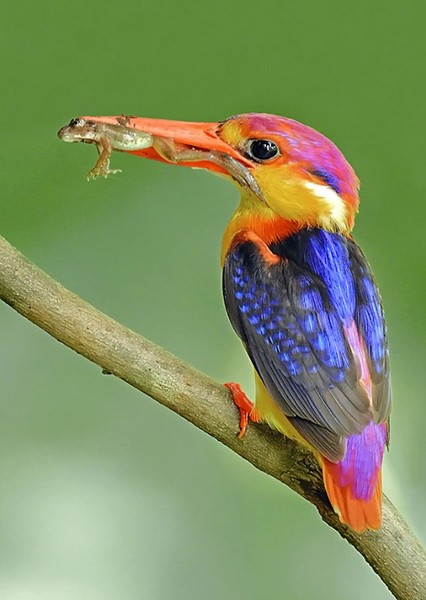 kingfisher photo
