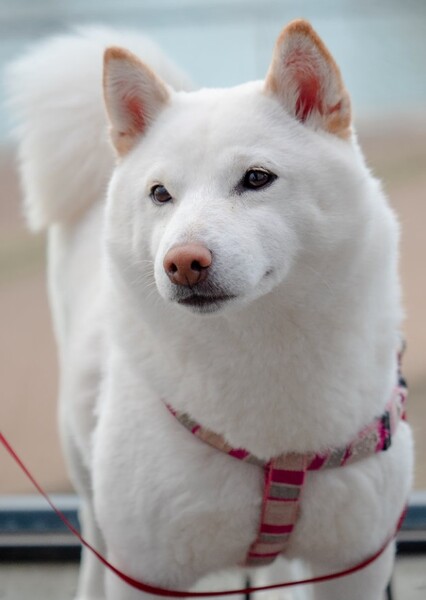 Kishu