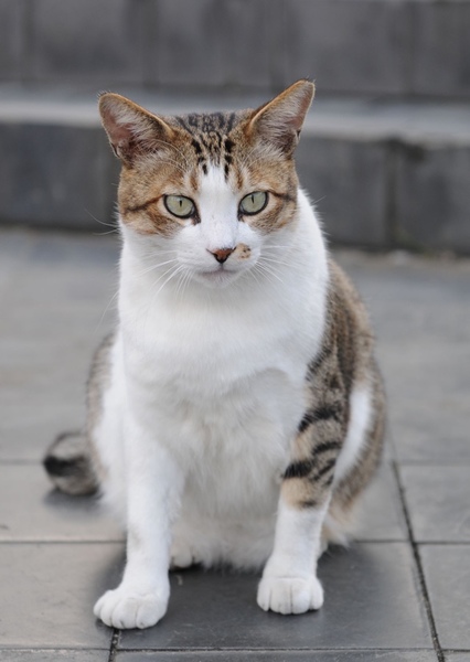 Kit