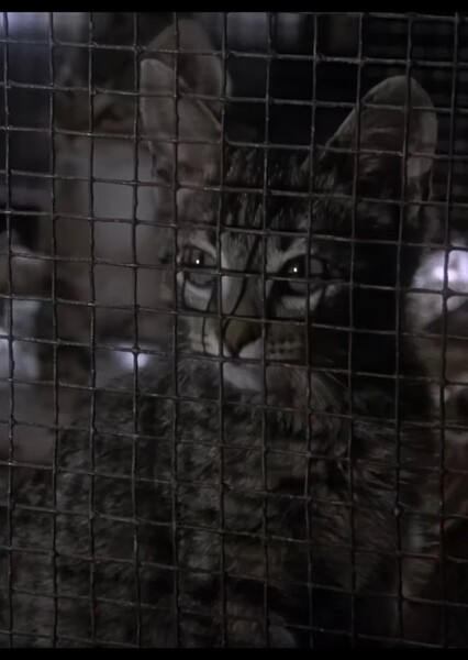 Kitten (Jennifer 1978)