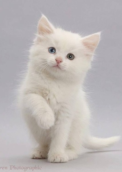 Kitty