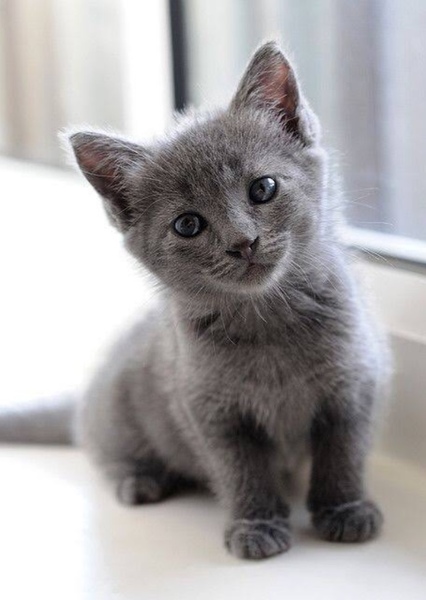 Kitty photo