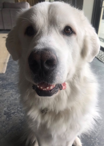 Koda Kreiner