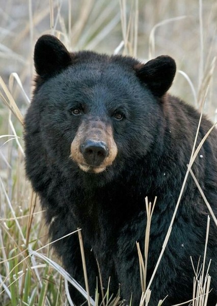 Kodiak photo