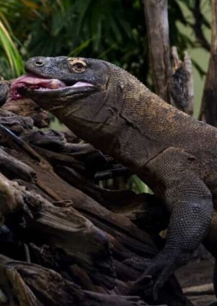 Komodo Dragon photo