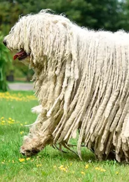 Komondor