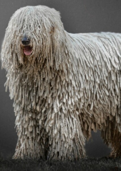Komondor photo