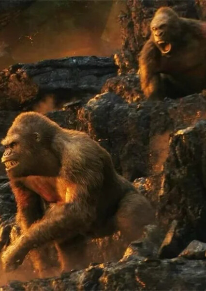 Kong (species)