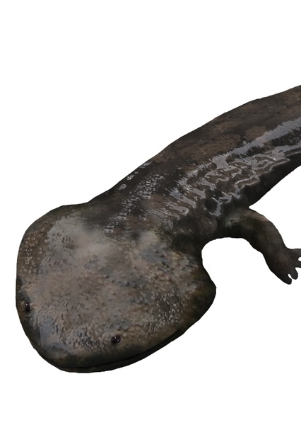 Koolasuchus photo