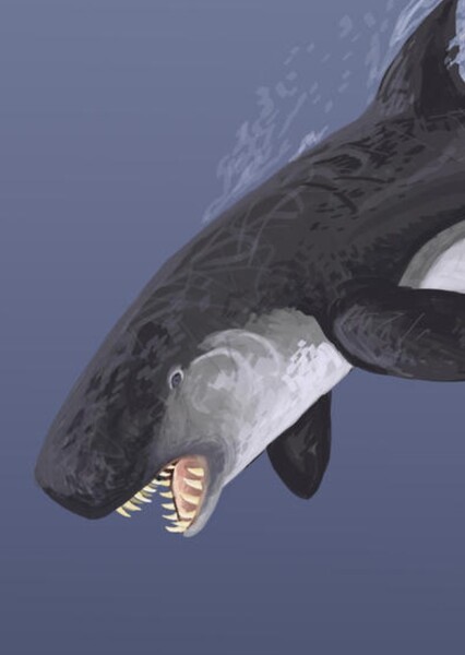 Koristocetus