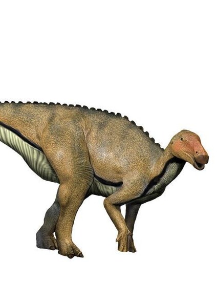Koshisaurus