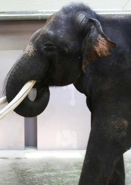 Kosik (Elephant)