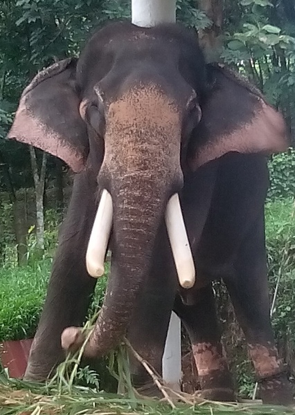 Kottoor Soman