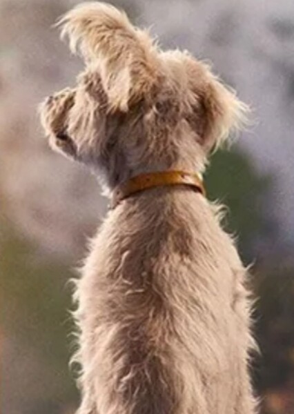 Krypto the Superdog photo