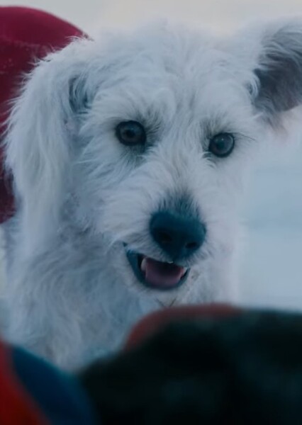 Krypto the Superdog